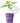 Rainbow Guava