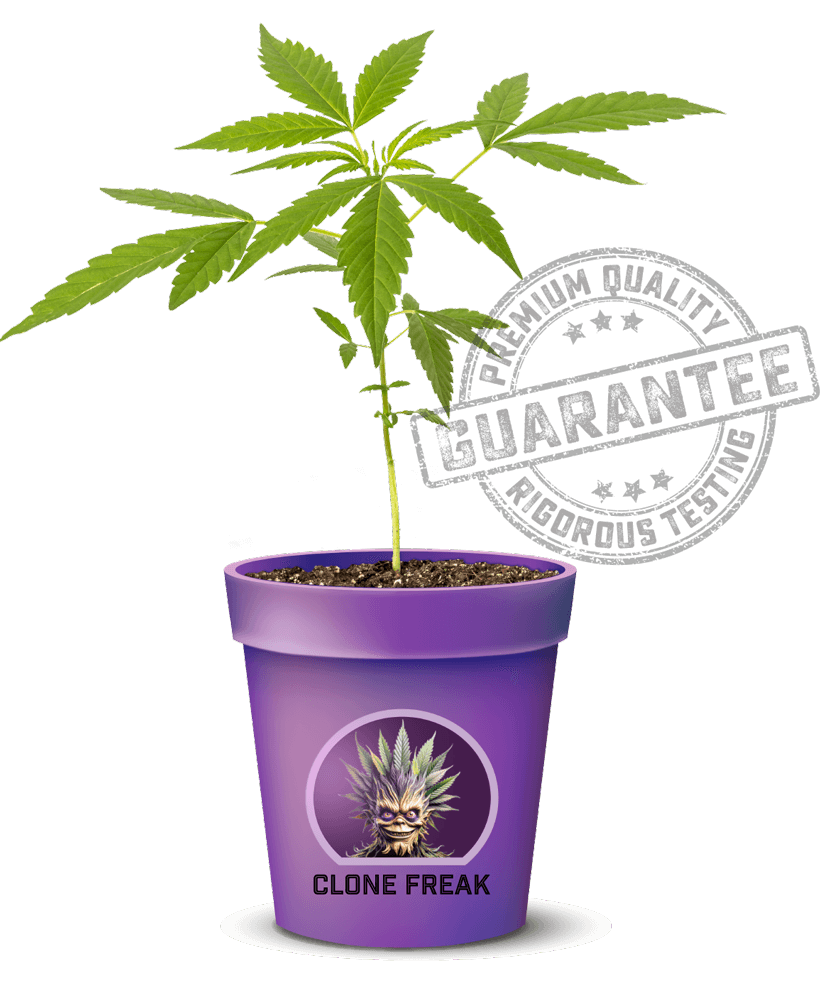 Is Wednesday Considered Early In The Week Is Wednesday Considered Early In The Week